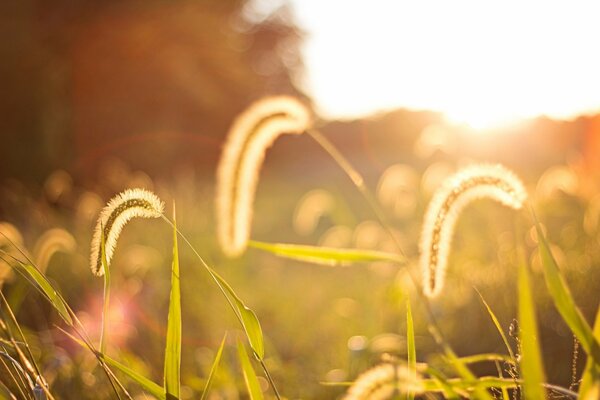 Macro summer field with fluffy spikelets under the bright sun