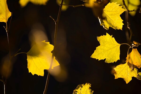 Желтые листья на ветках