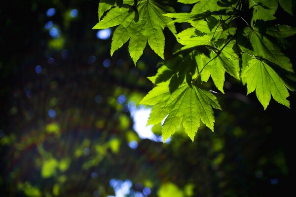 Große grüne Blätter im Wald