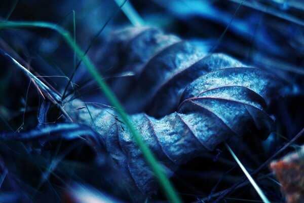 Photo de gros plan dans l herbe