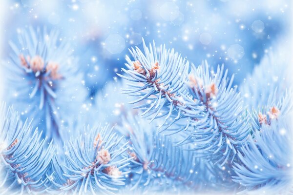 Brindilles d épinette dans le givre bleu