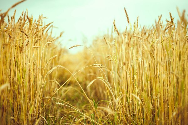 Campo con spighe di grano