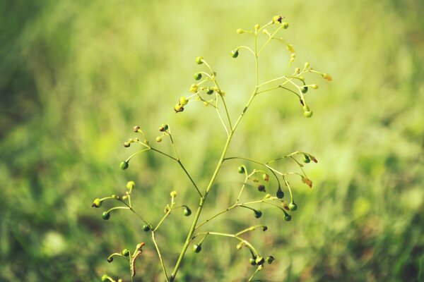 Plantas verdes sobre fondo verde