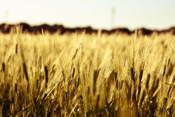 Ears of wheat of the boundless field