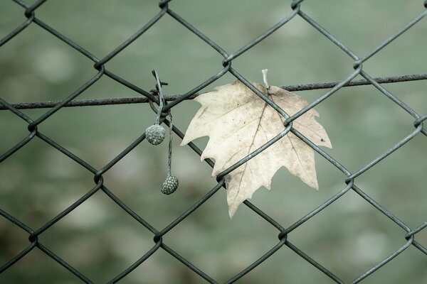 Autumn leaf in a grid-fence on a green background