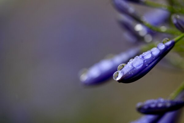 Gouttes de rosée sur les pétales violets