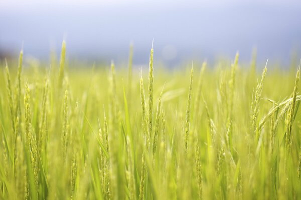 Épis de riz sur la plantation près