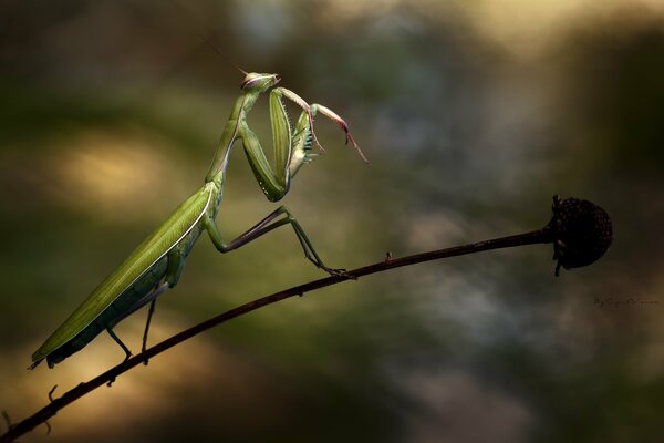 Insect mantis on the stem of a flower