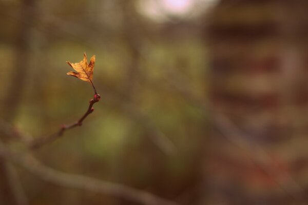 A lonely leaf on an autumn day