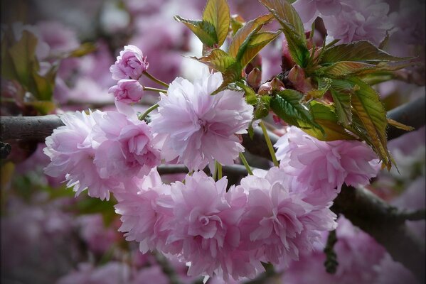 Foglie verdi su uno sfondo di fiori rosa su un ramo di Sakura