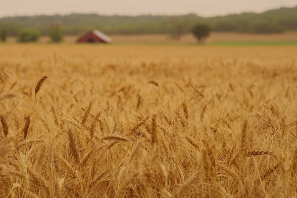 Golden sea of wheat ears