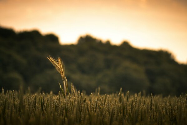 Naturaleza. Macro. Atardecer. Trigal