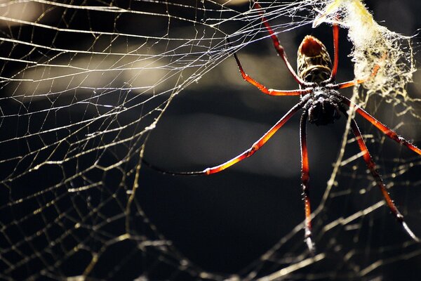 Spinne webt ein Spinnennetz