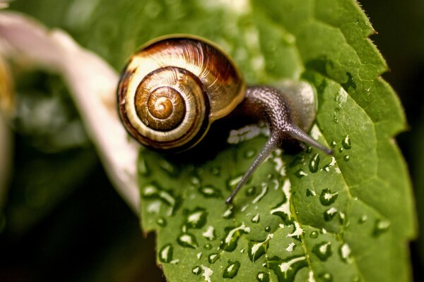 Schnecke in Wassertropfen auf einem Blatt