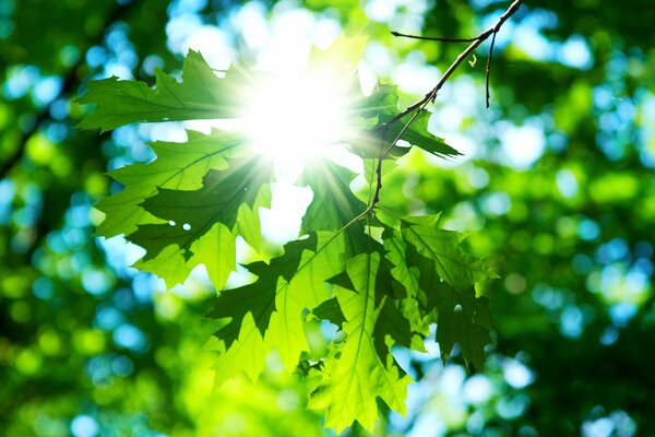 Hoja verde en verano