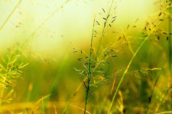 L herbe verte est emmêlée dans les rayons du soleil. Un