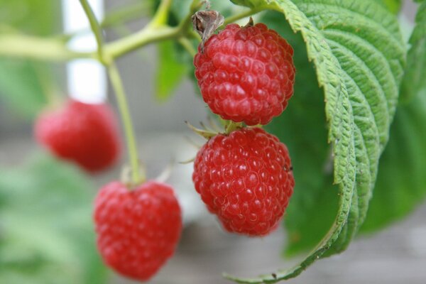 Grappes de framboises dans le jardin