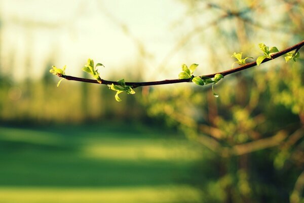 Spring twig with light green leaves