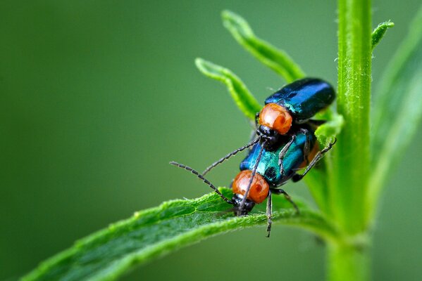 A pair of beetles on a green stem