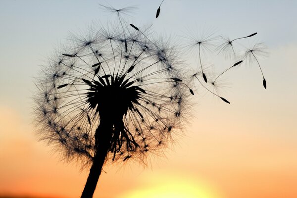 Blow on a dandelion at sunset