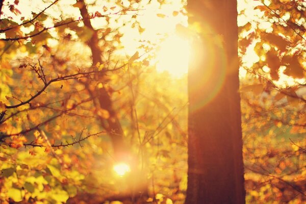 Herbstlicher Wald mit Blendung von der Sonne