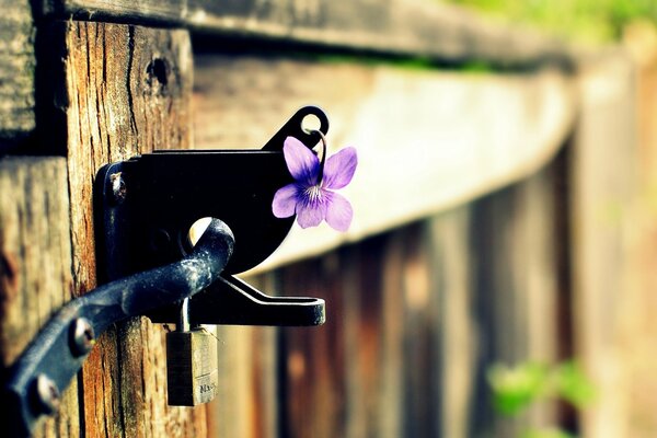 Château sur une clôture avec un tsetochkom violet