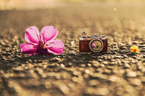 Macro two flowers a large pink and a small yellow with a retro camera on a blurry asphalt background