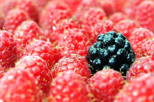 Ein nahes Foto von Beeren. Bunte Aufnahme von Beeren