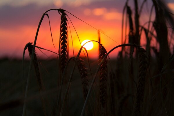 Macro ripe wheat ears on the setting sun and pink sky background