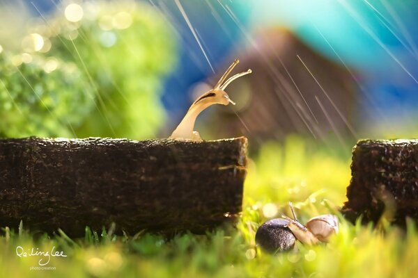 Macro photos of snails in the rain