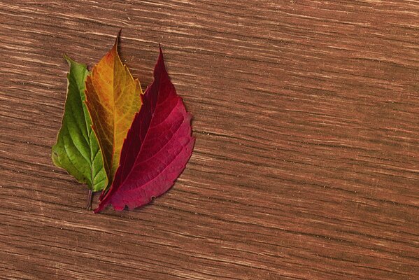 Three autumn leaves green yellow red on a wooden surface