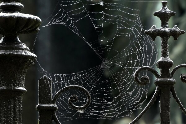 Gotas de lluvia en la telaraña