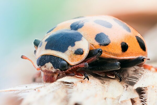 A ladybug is sitting on a leaf