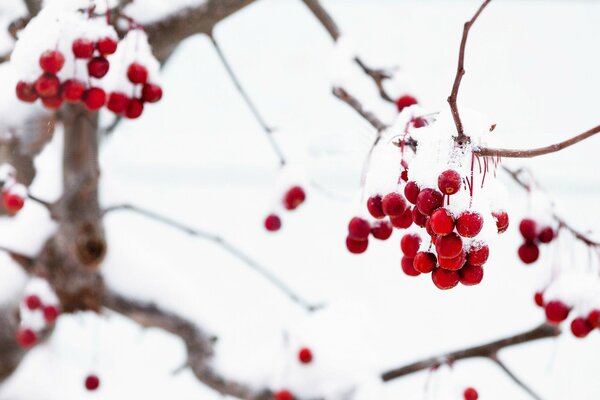 Nahaufnahme von roten Beeren der Eberesche auf einem mit Schnee bedeckten Baum