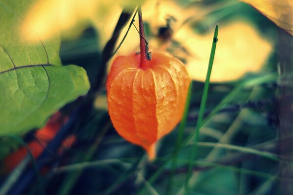 Orange physalis on a background of leaves