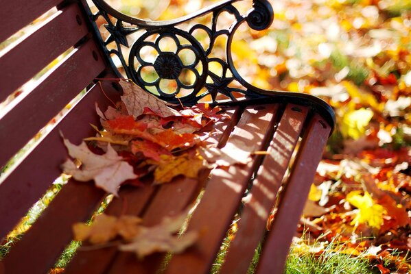 Passeggiata e panchina del parco autunnale