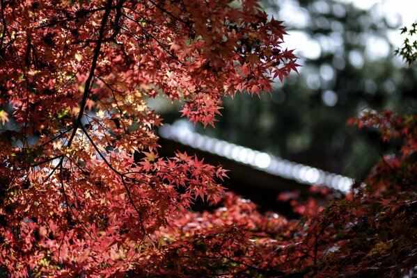 Highlights are in focus when shooting red maple leaves. Bokeh effect