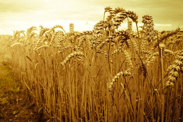 Wheat field under the bright sun