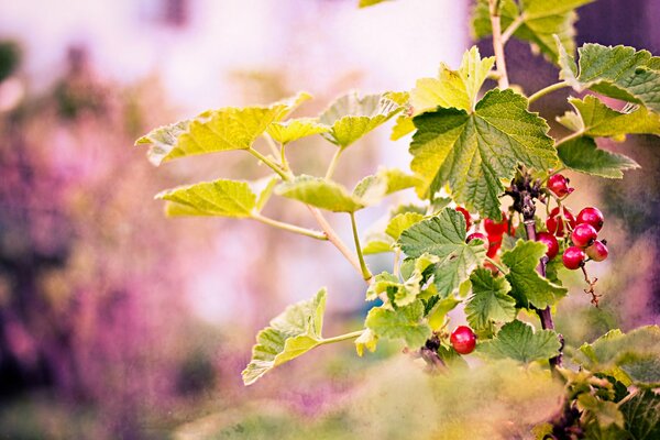 Red currant on a blurry background