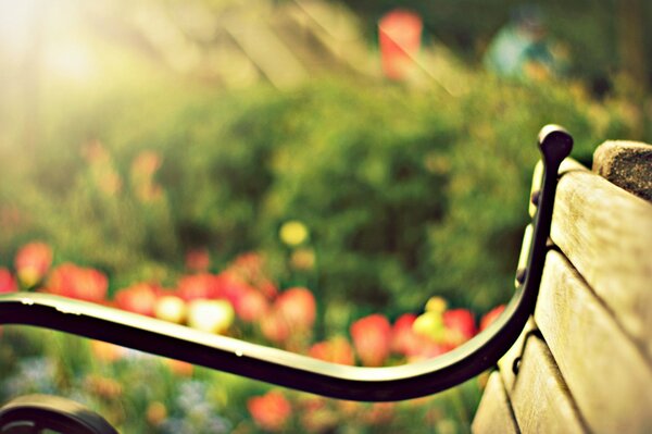 A bench against the background of flowers and the sun