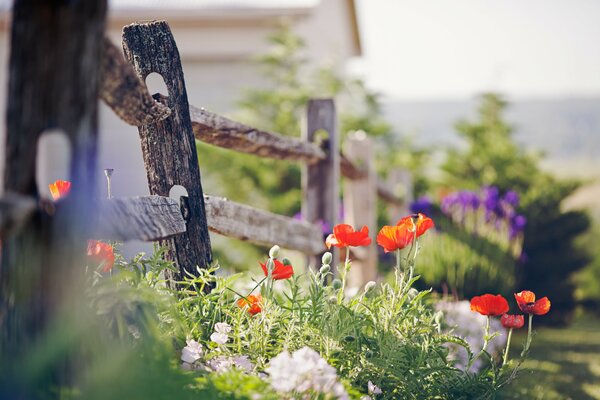 Gemütliche Landschaft Zaun und Mohnblumen