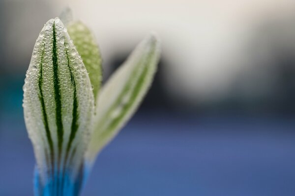 Tautropfen auf einer kleinen Blume