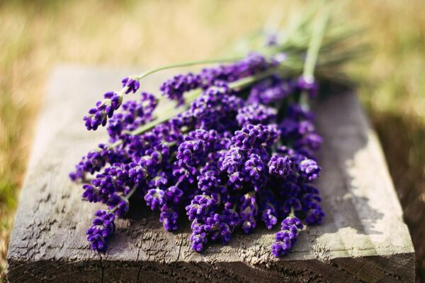 Flores de lavanda en la naturaleza