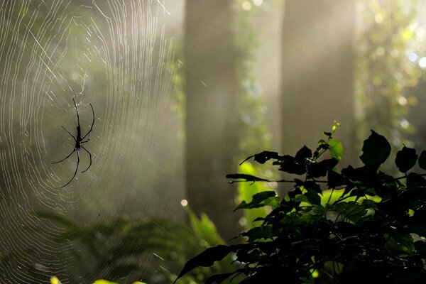 Spinne in der Sonne. Dunkler Wald und Spinnennetz