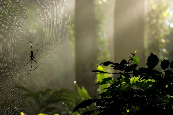 Araña en el sol. Bosque oscuro y telarañas