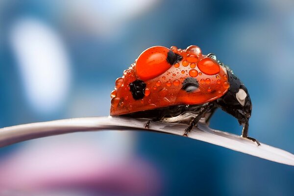 Huge drops on an insect