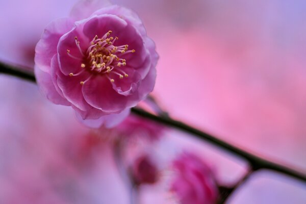 Macro shooting of a plum blossom