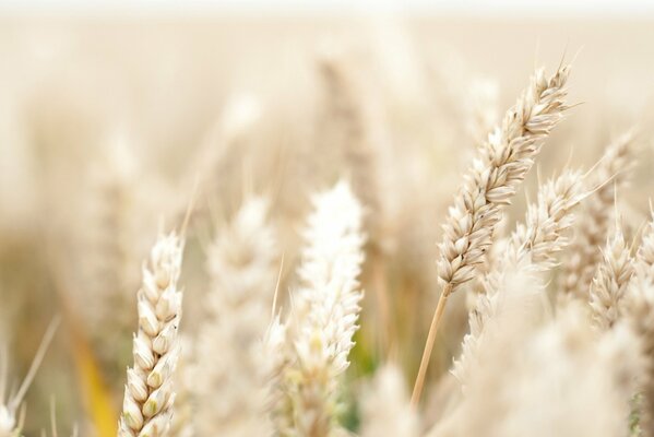 Wheat spikelets in macro photography widescreen screensaver