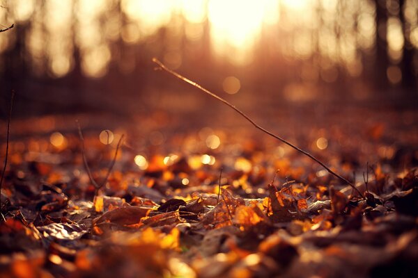 Hojas de otoño caídas húmedas