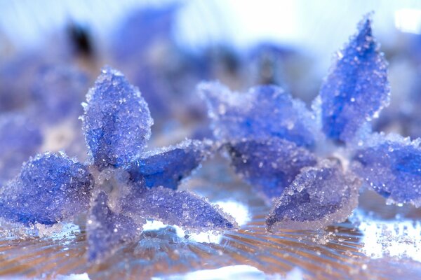 Ice crystals on blue flowers